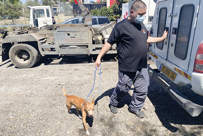 מגדל העמק: מבצע מוצלח לאיתור כלבים מסוכנים